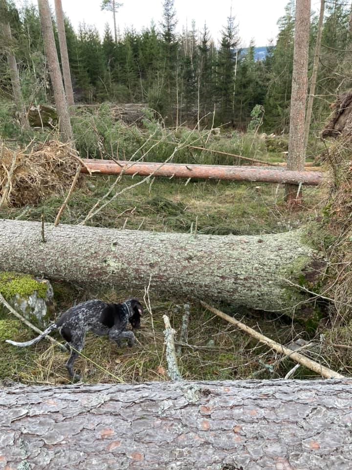 Vindfelling Brøttum 3.jpg