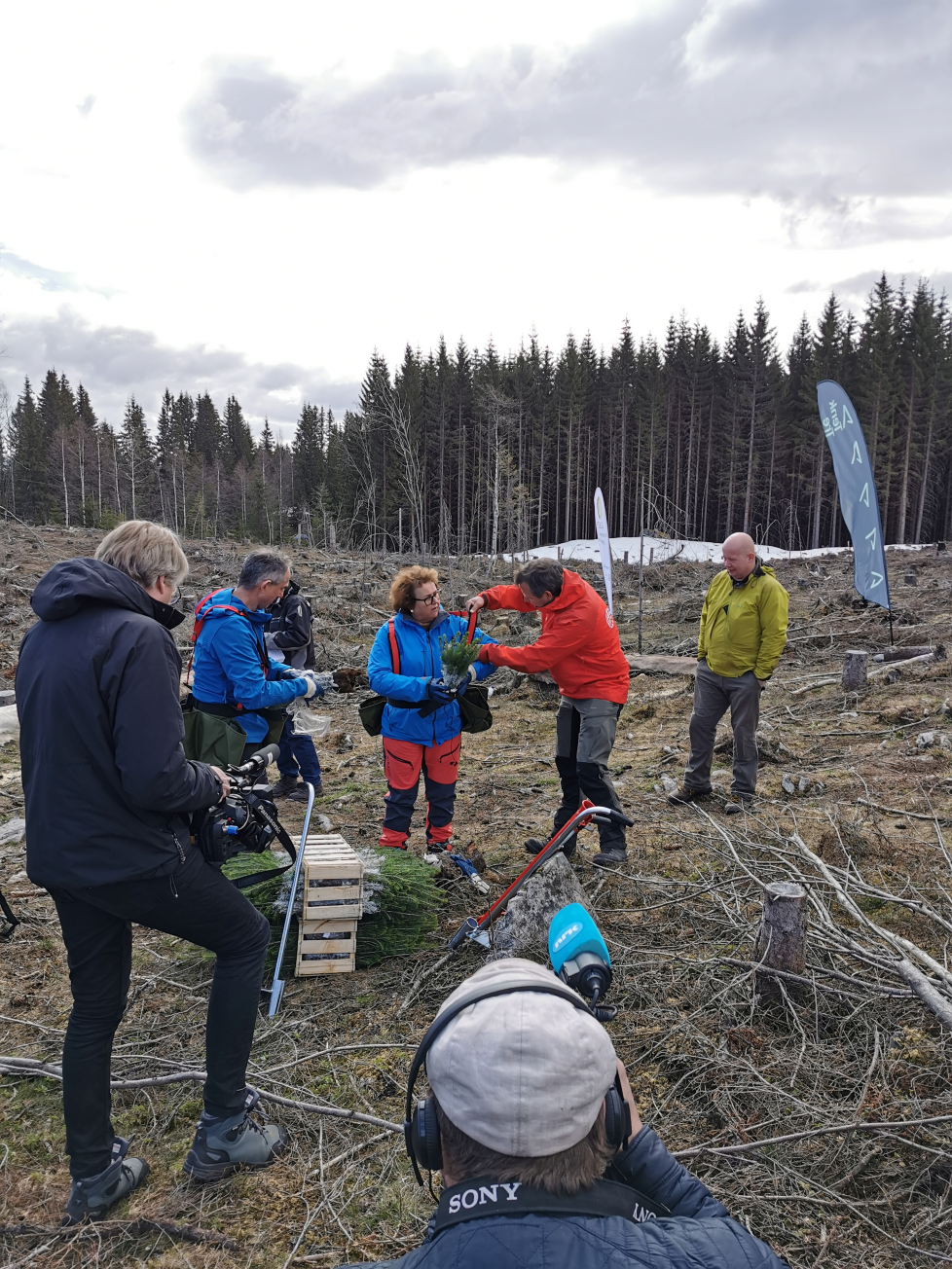 2020-04-24 Olaug Bollestad skogplanting Gjøvik Foto Silje L (13).jpg