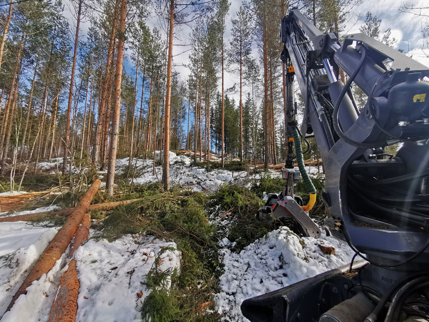 2023-03-Tynning-skogsdrift-bynært-Lillehammer-Foto-Silje-Ludvigsen-(24).jpg