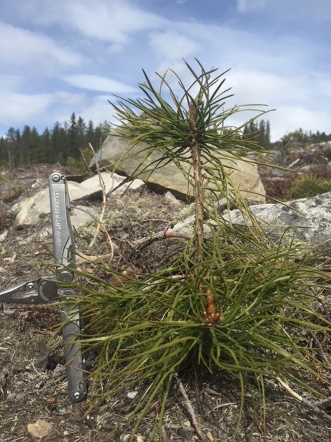 Bildet viser plante på tørr furumark, ett år etter planting.