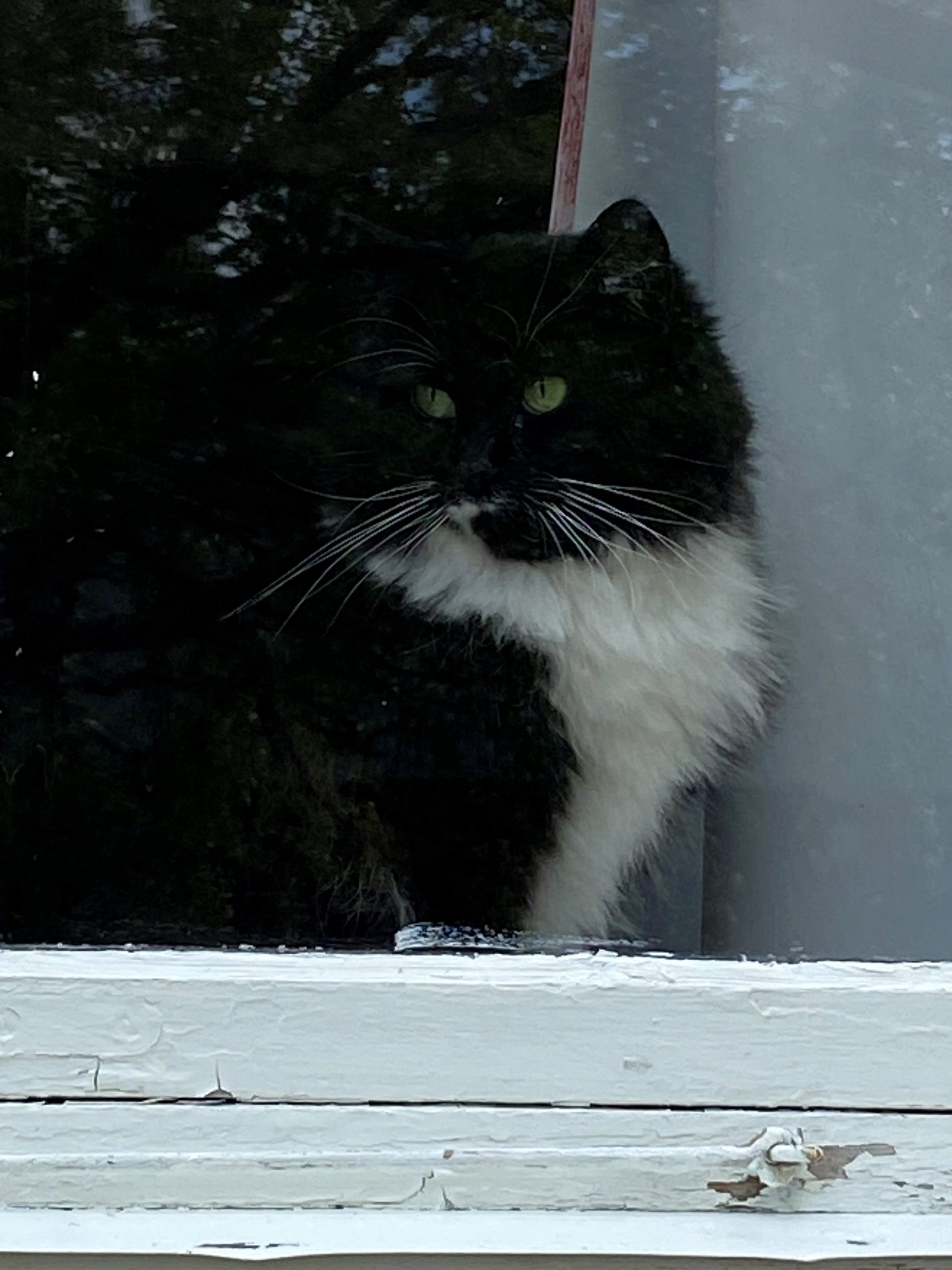 Bildet viser katten 