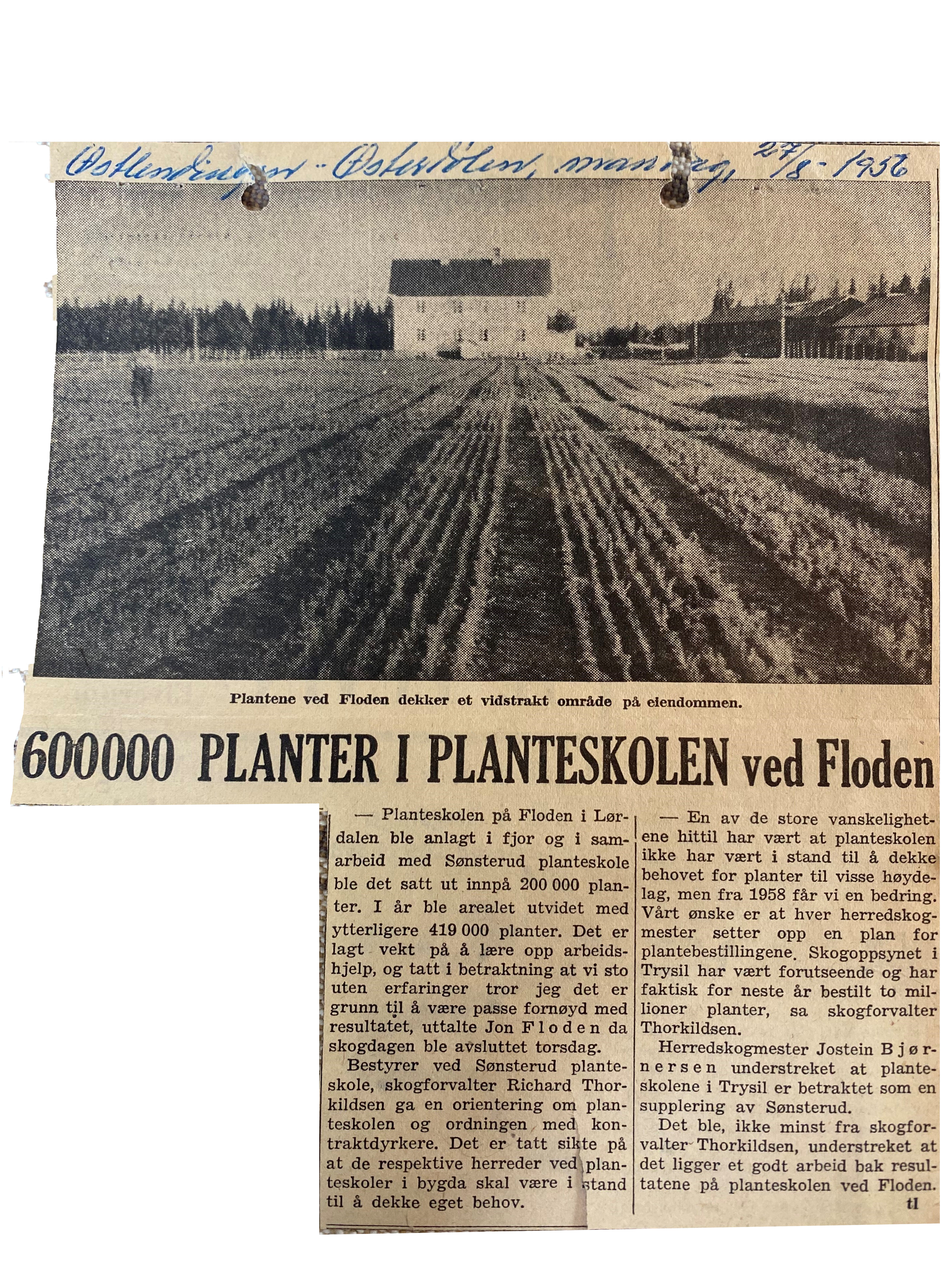 Bildet viser en avisartikkel fra Østlendingen mandag 17. august 1958 som omtaler resultatene på planteskolen ved Floden.