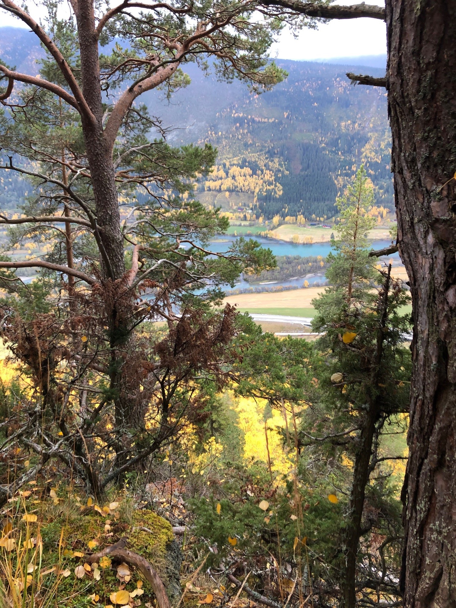 Bildet viser Kjøremslia som er bratt og for ressurskrevende å drive skogen.