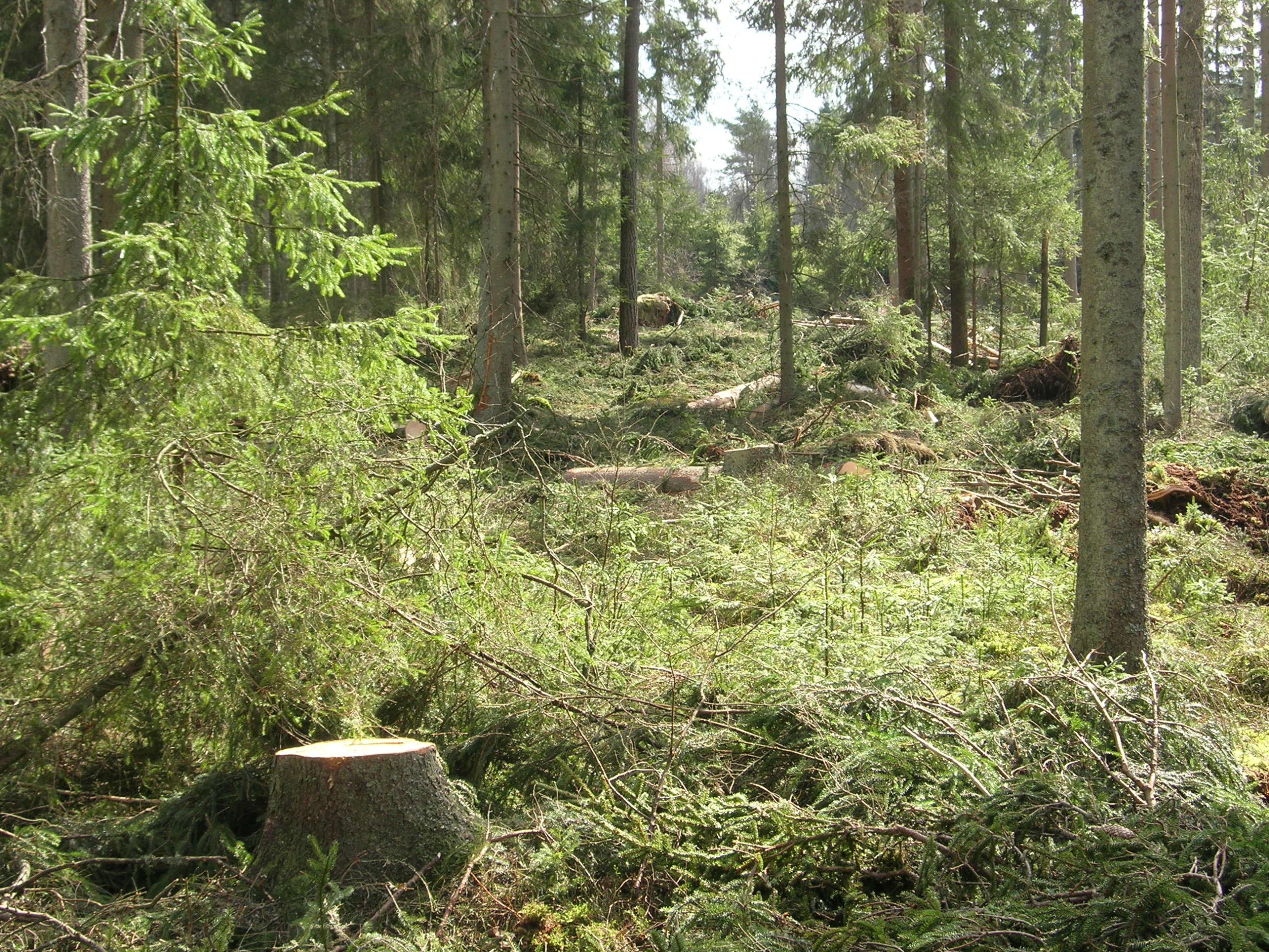 Bildet viser et området der det er gjennomført lukket hogst.