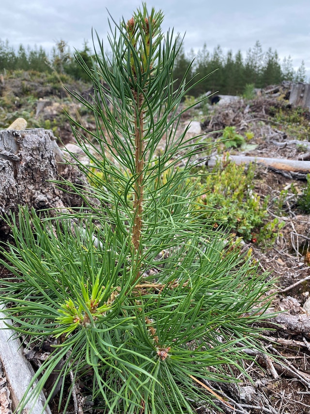 Bilder viser furuplante