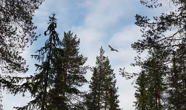 Illustrasjonsfoto av myrhauk og myrhaukreir.