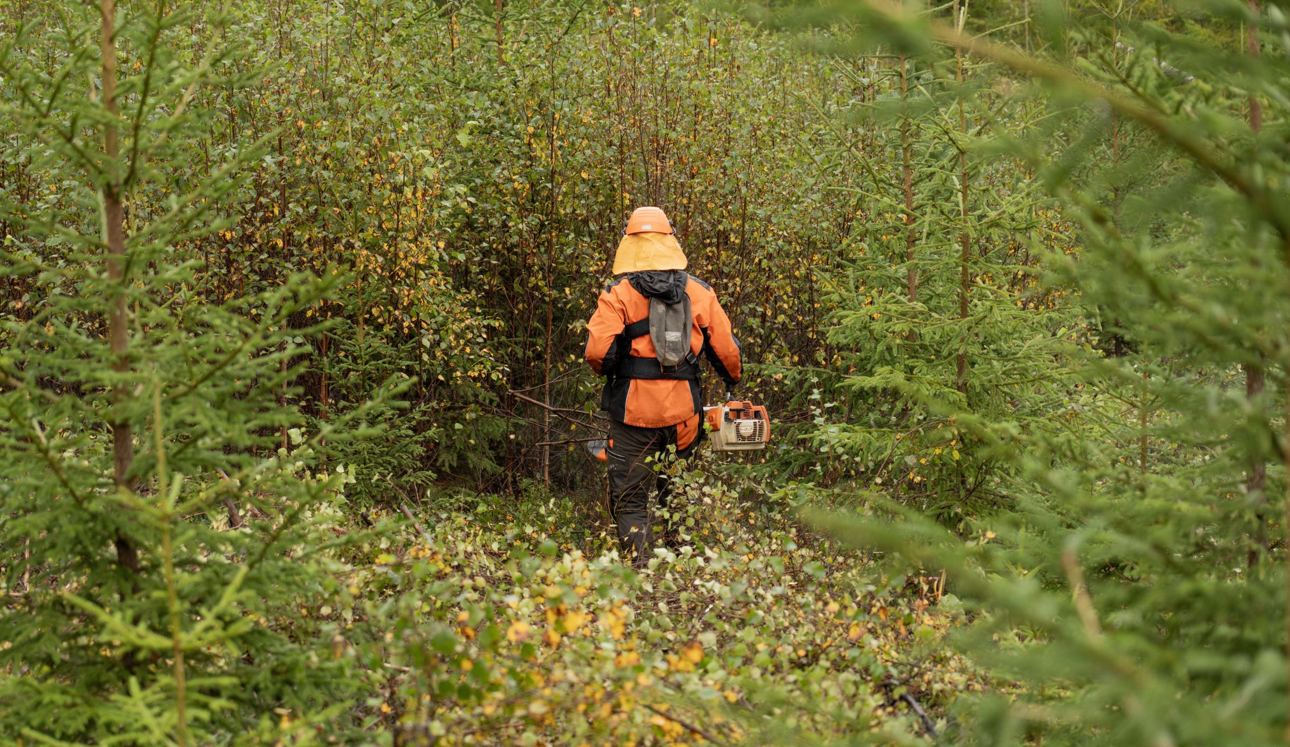 Ungskogpleie gjøres vanligvis med ryddesag - her fra aktivitet i Solør. Foto: Hans Haug.