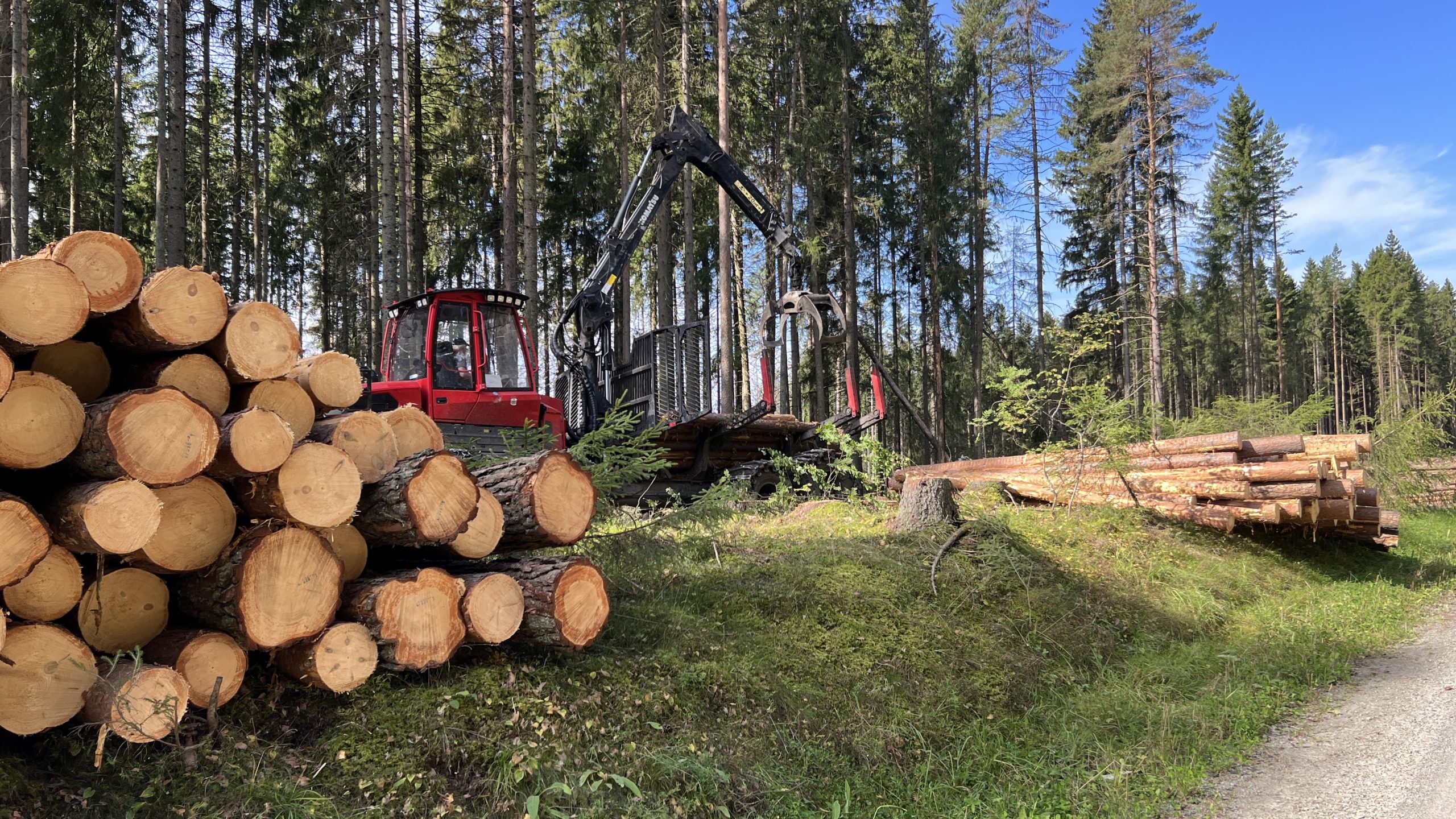 Lassbærer og tømmerlunner i skogen.