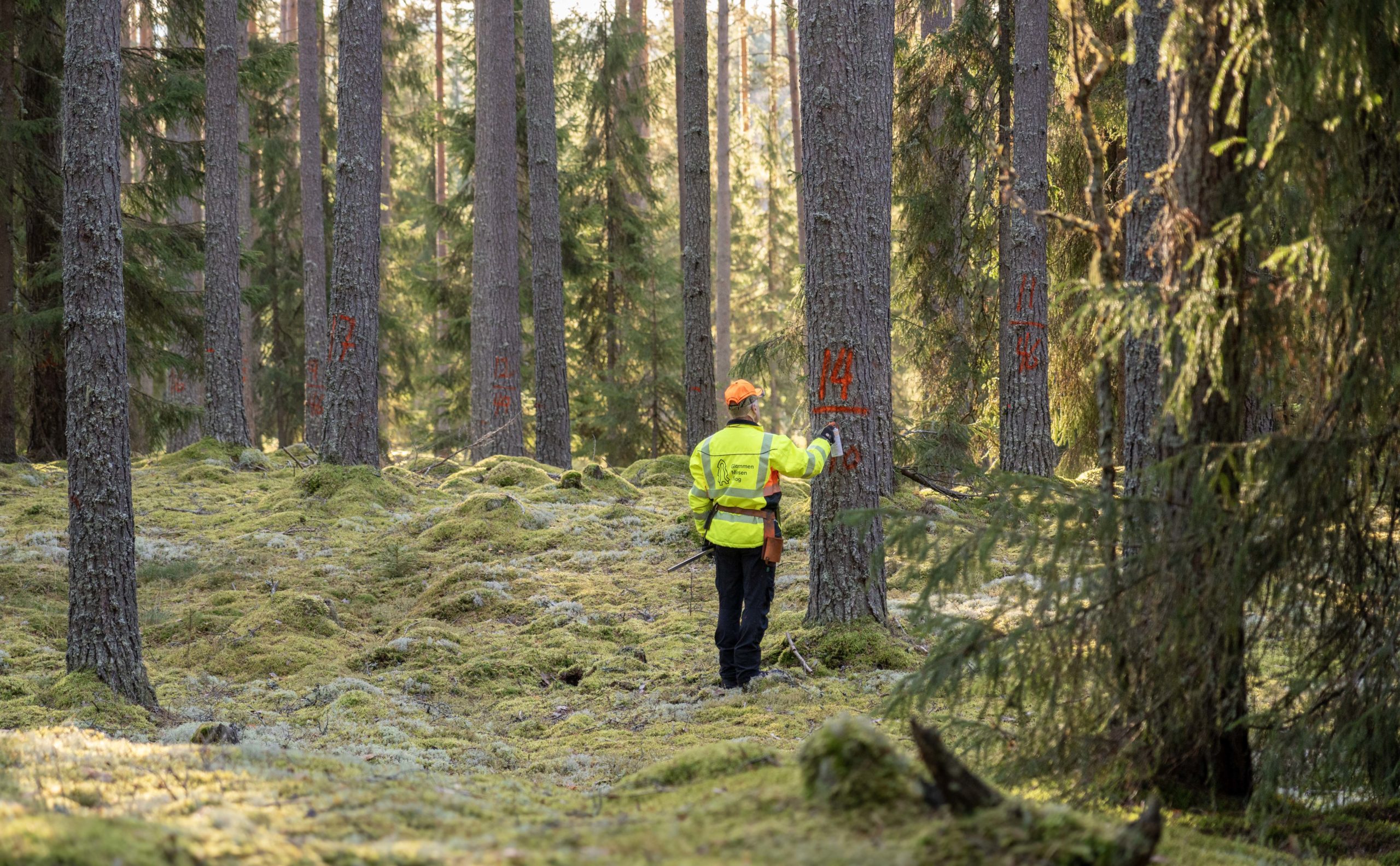 Tom Kristiansen merker en høyreist furu på vestsiden av Glomma i Elverum. Foto: Hans Haug