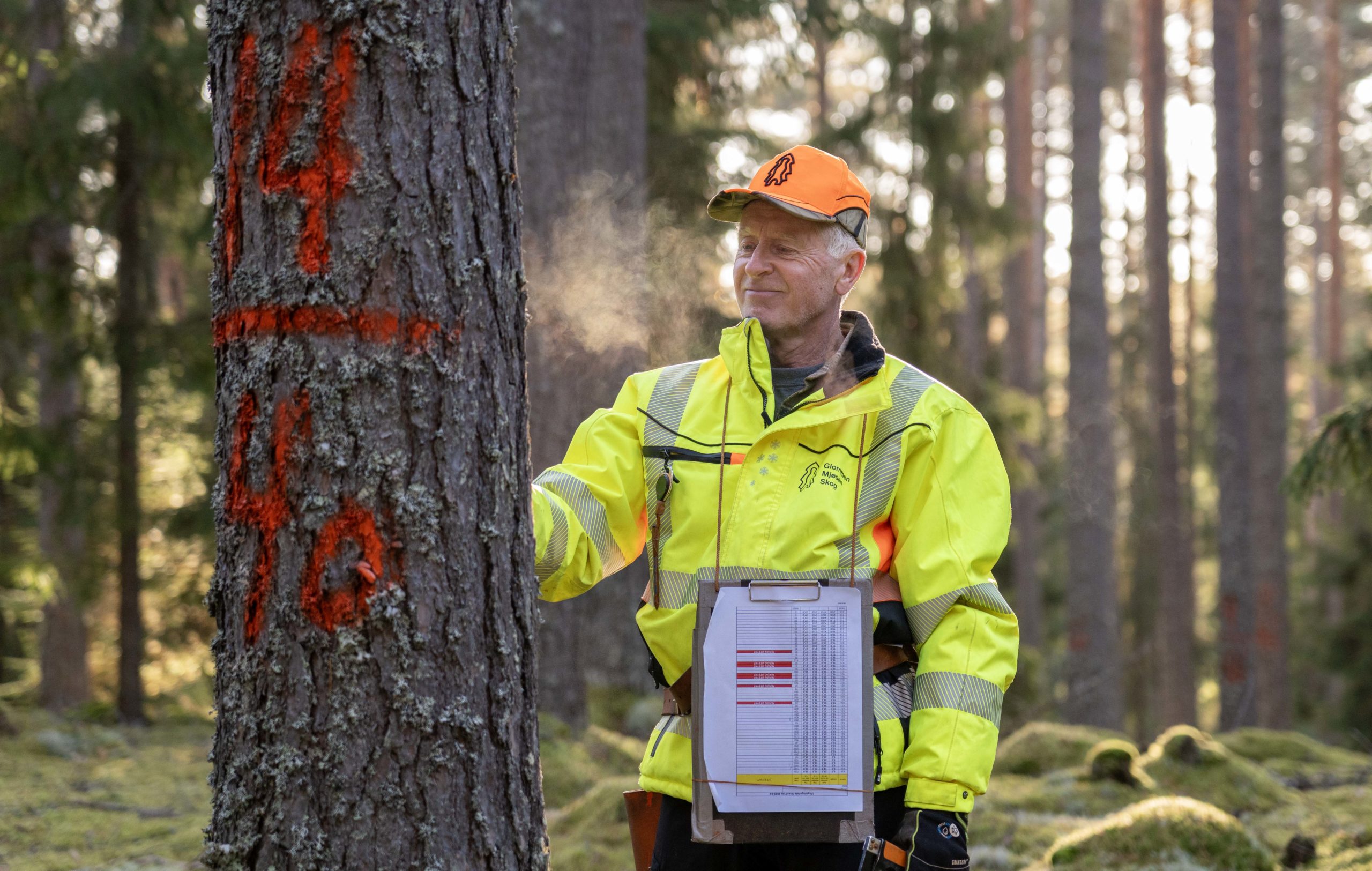 Mann i arbeidsklær merker en furustamme med spraymaling.