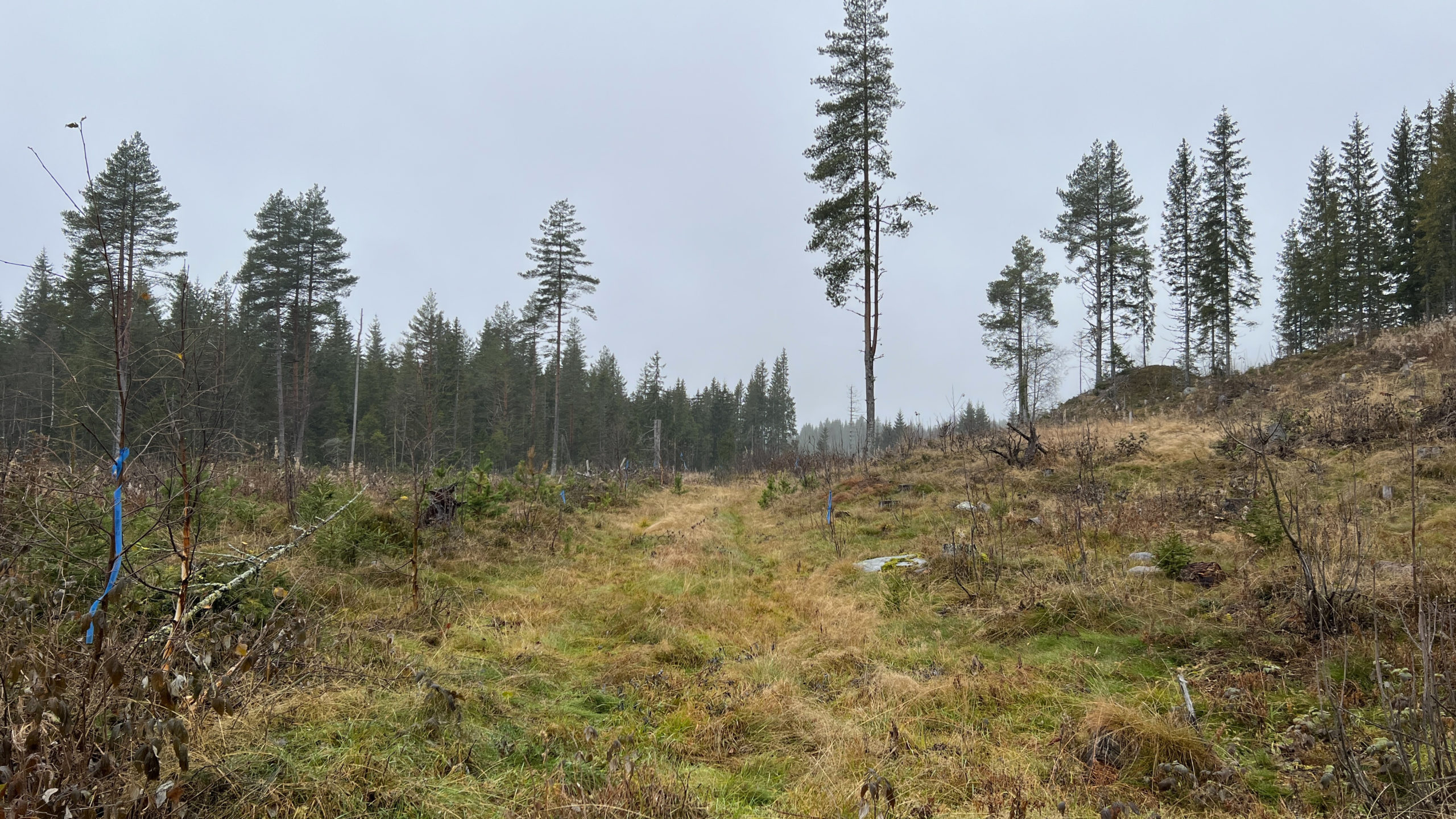 Løype i skogen merket med blå bånd.