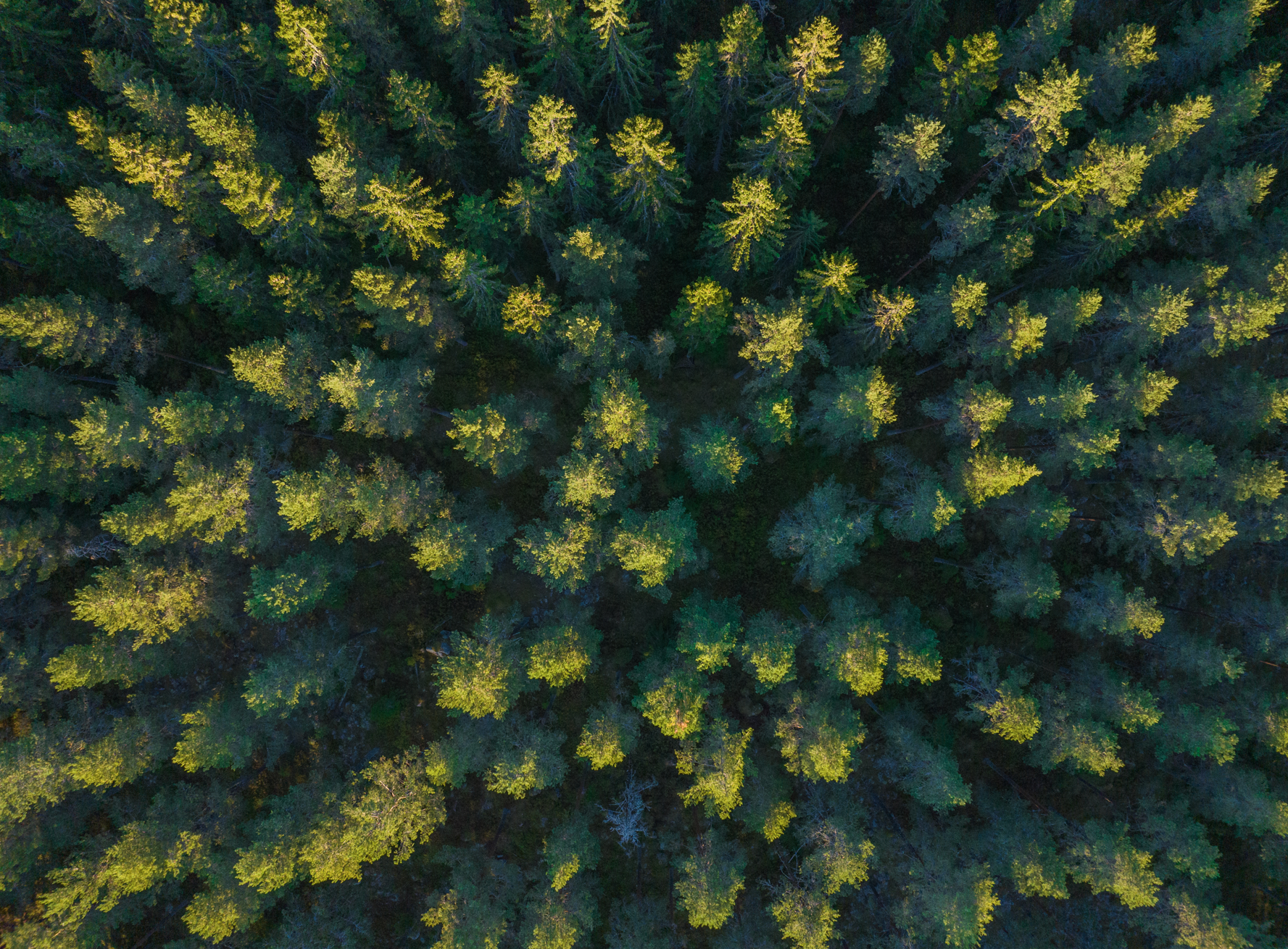 Dronebilde av skog