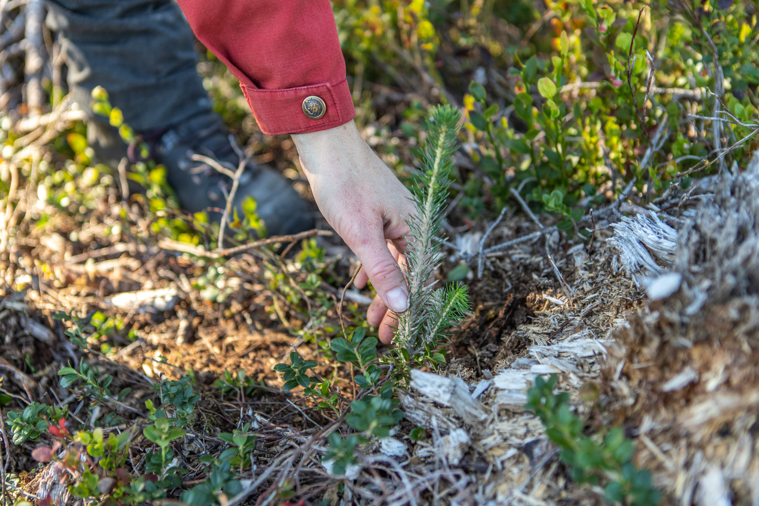 Skogplanting.