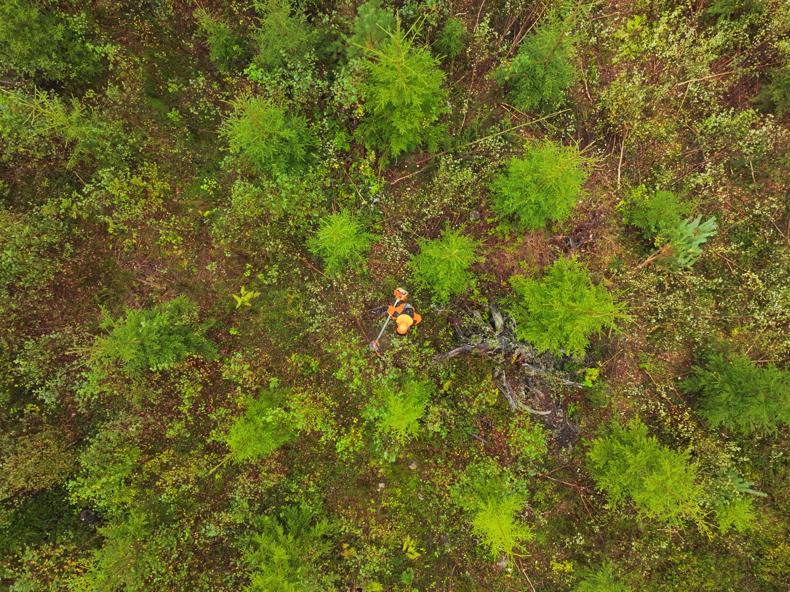 Dronefoto høyt over person med ryddesag i skogen.