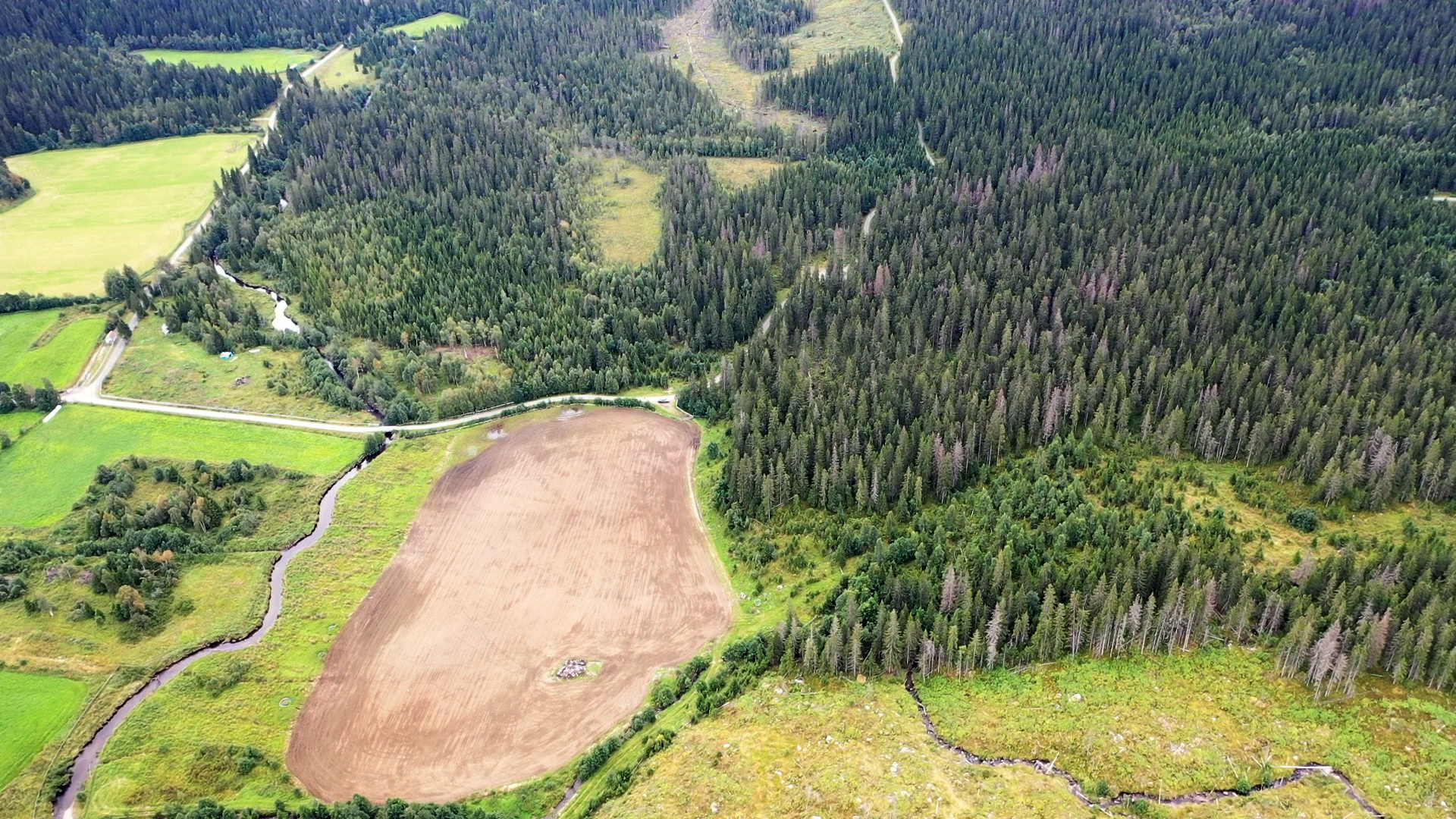 Dronebilde over grønn granskog med enkelte grå og brune trær.