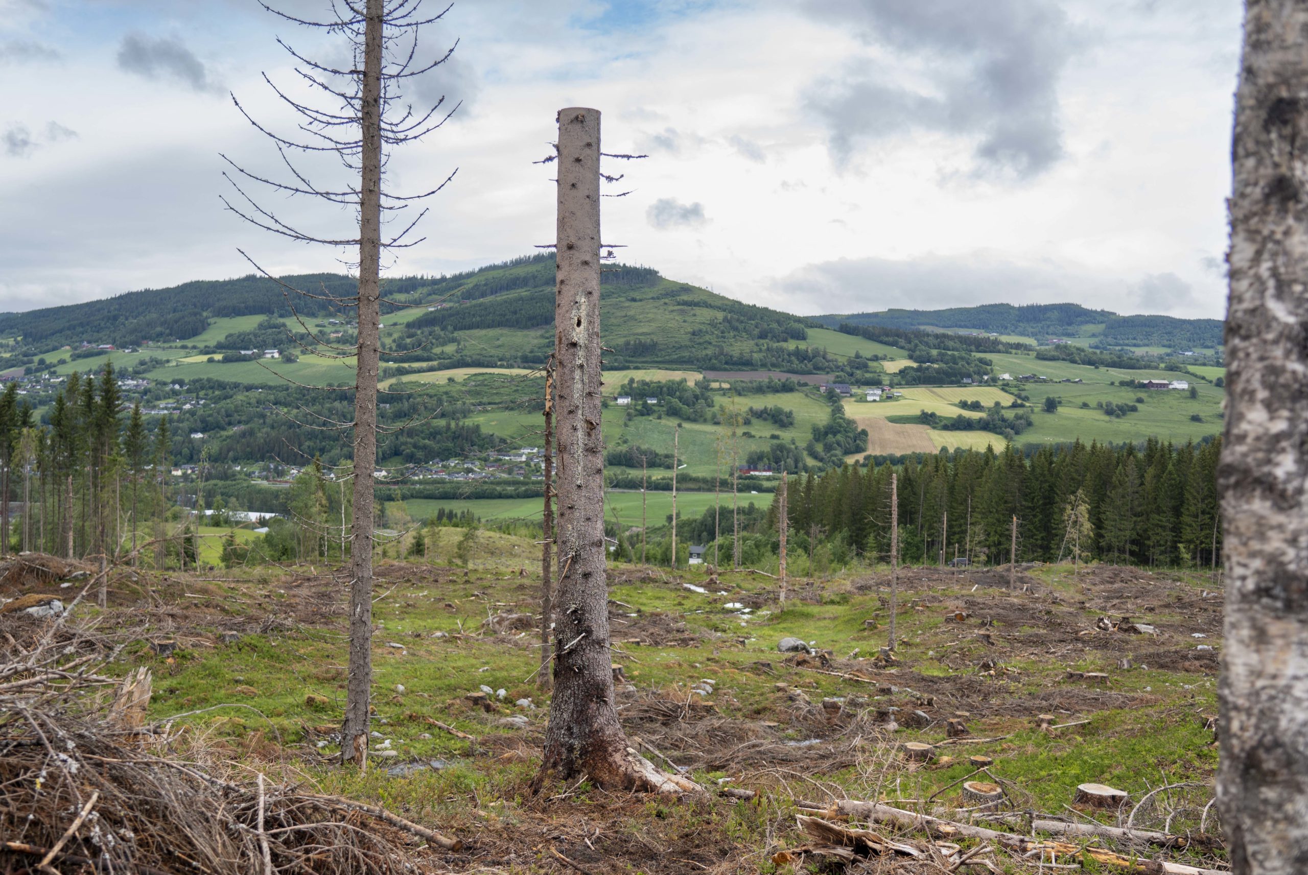 Høgstubbe