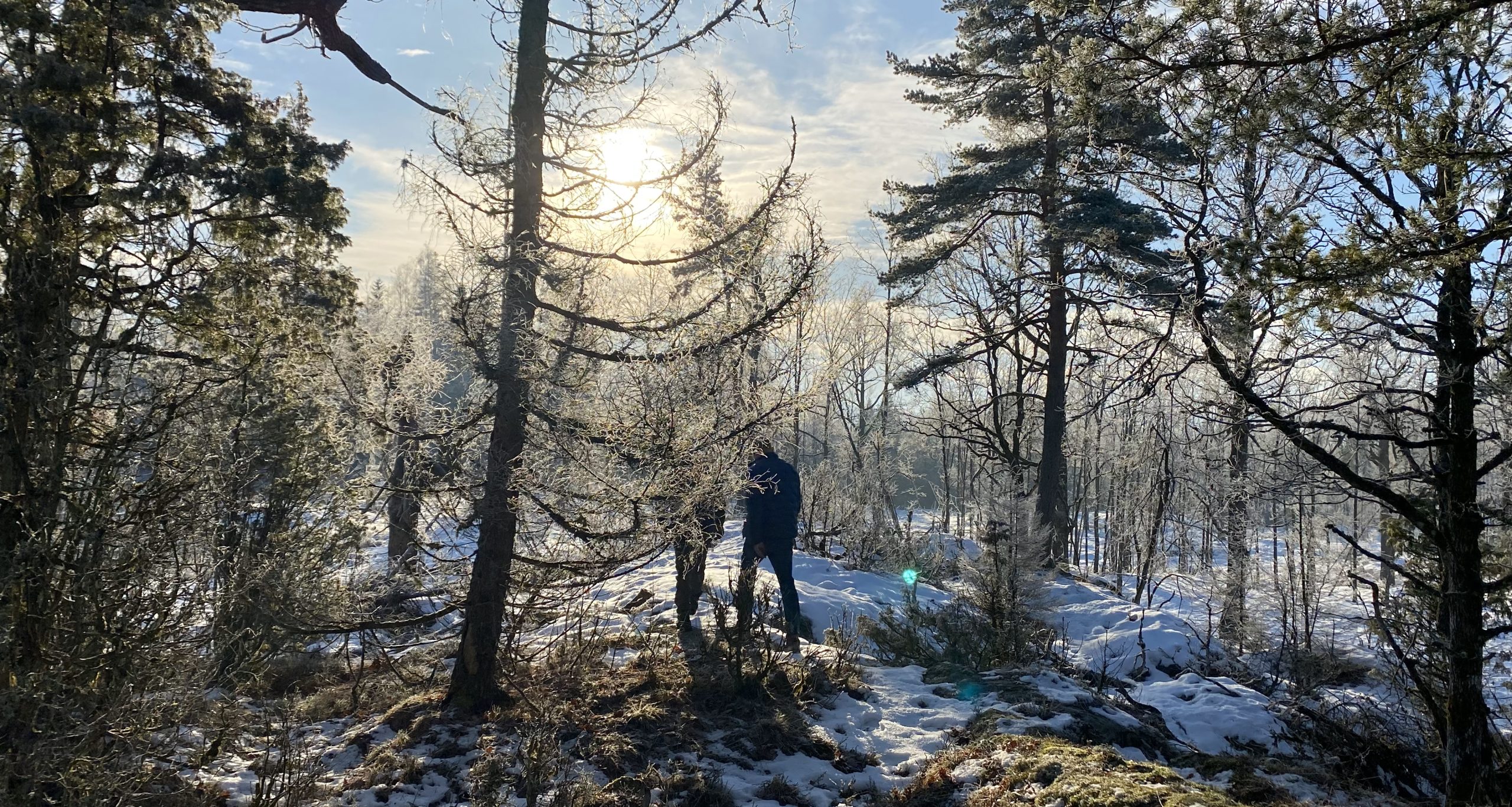 Kald vinterdag med frost i skogen