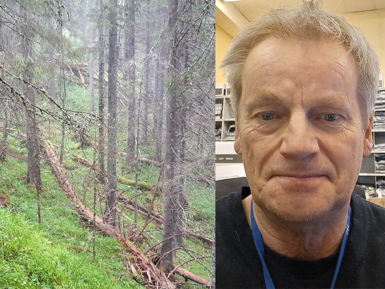 Skog med gammel gran, gress og veltede, døde trestammer. Innfelt bilde av Erik Ruud.