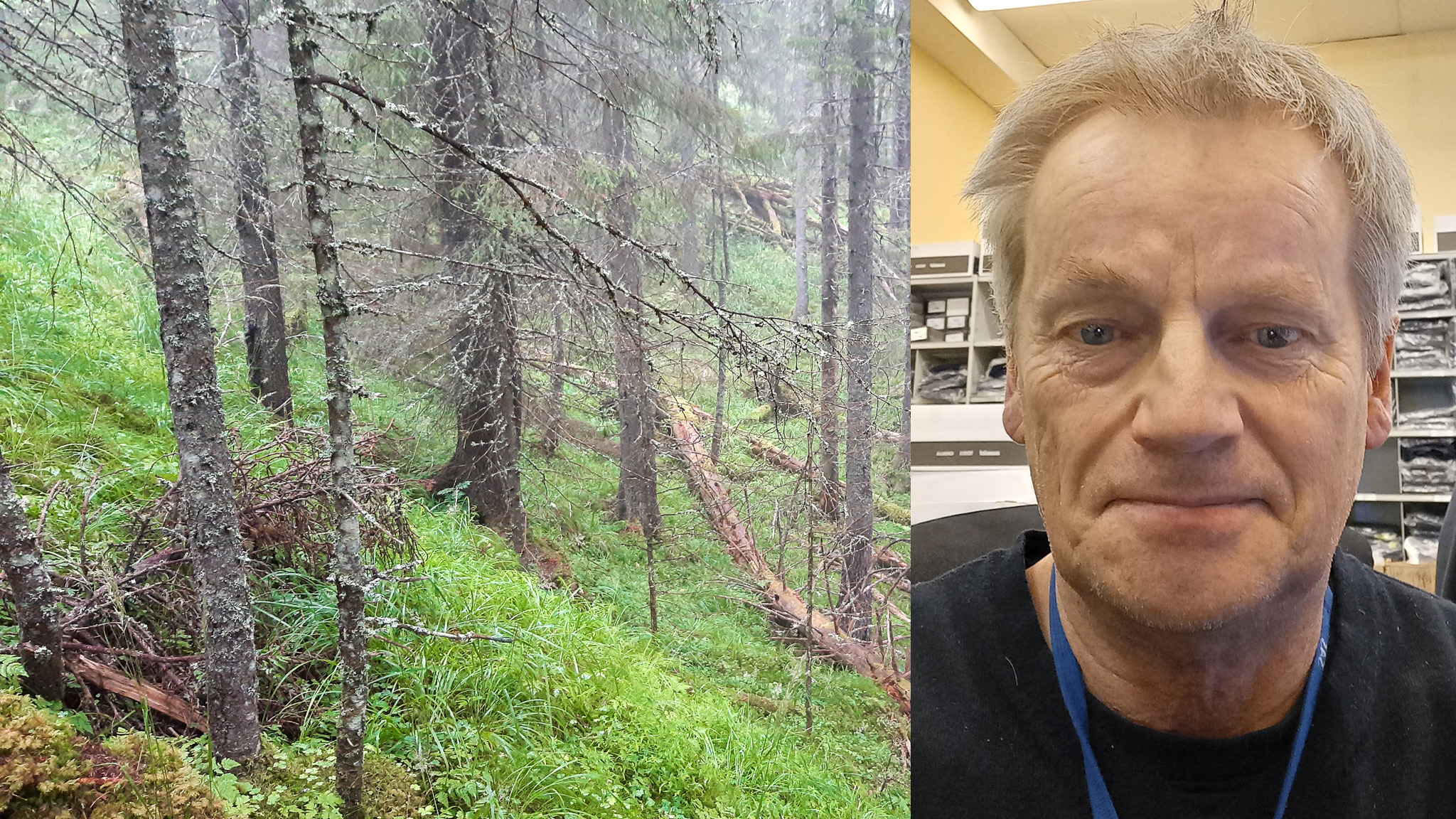 Skog med gammel gran, gress og veltede, døde trestammer. Innfelt bilde av Erik Ruud.