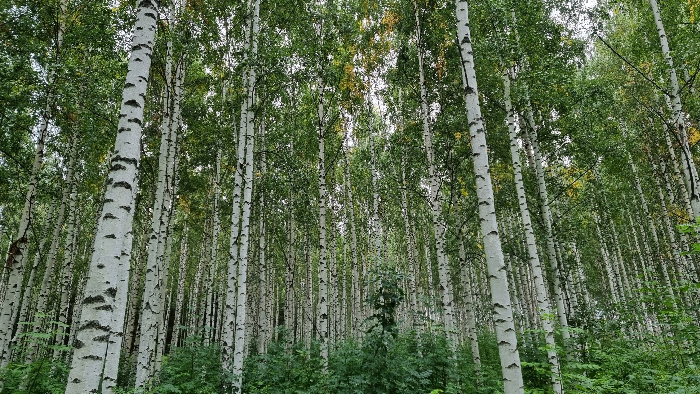 bjørkeskog