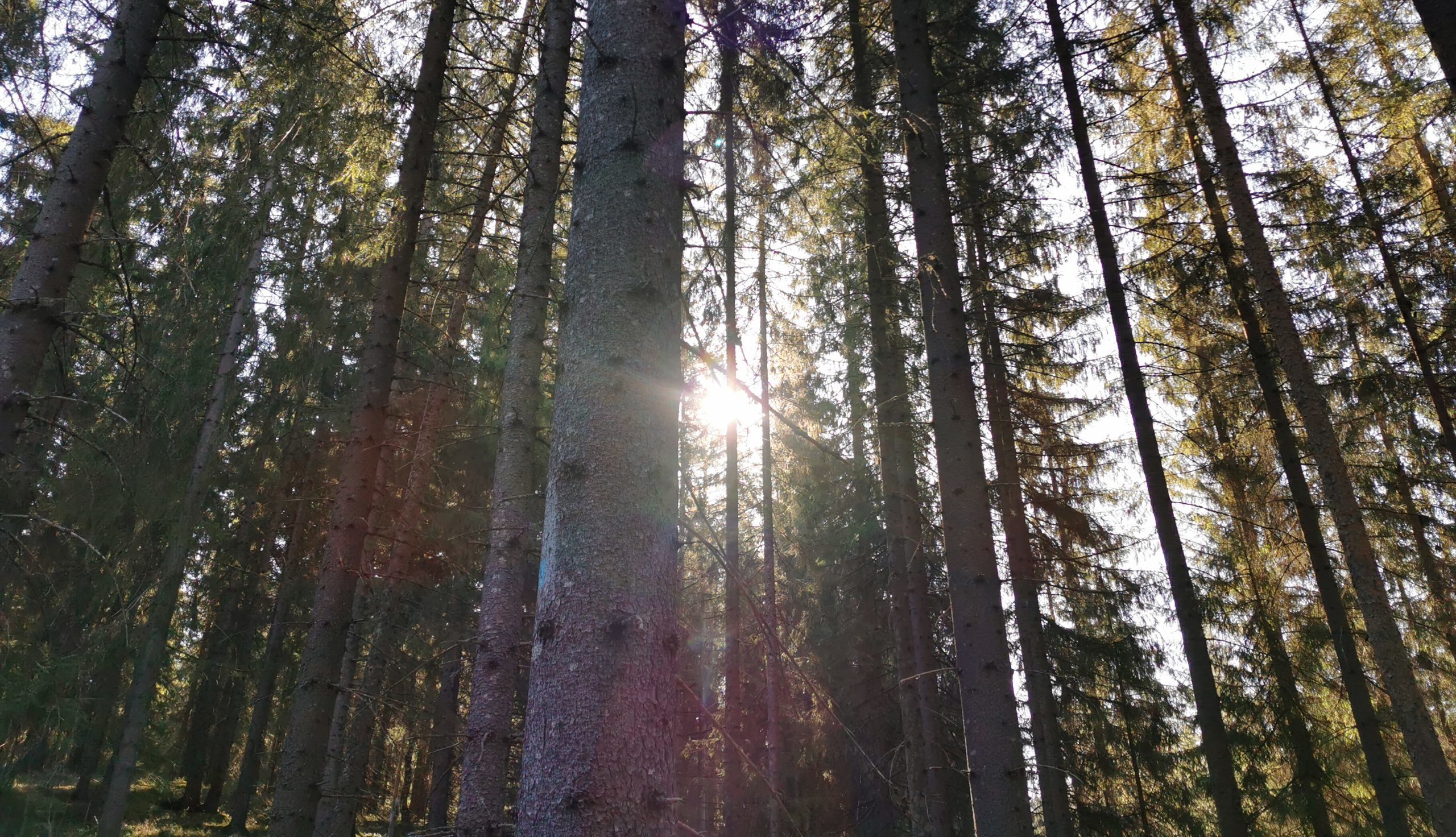 skog