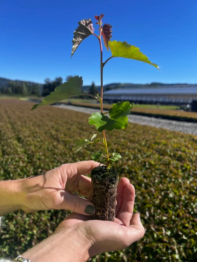 Hender holder en liten bjørkeplante.