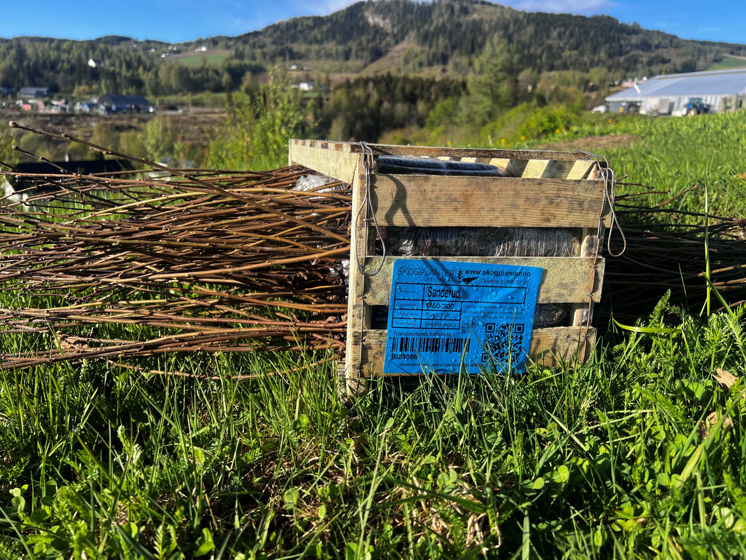 Kasse med bjørkeplanter.