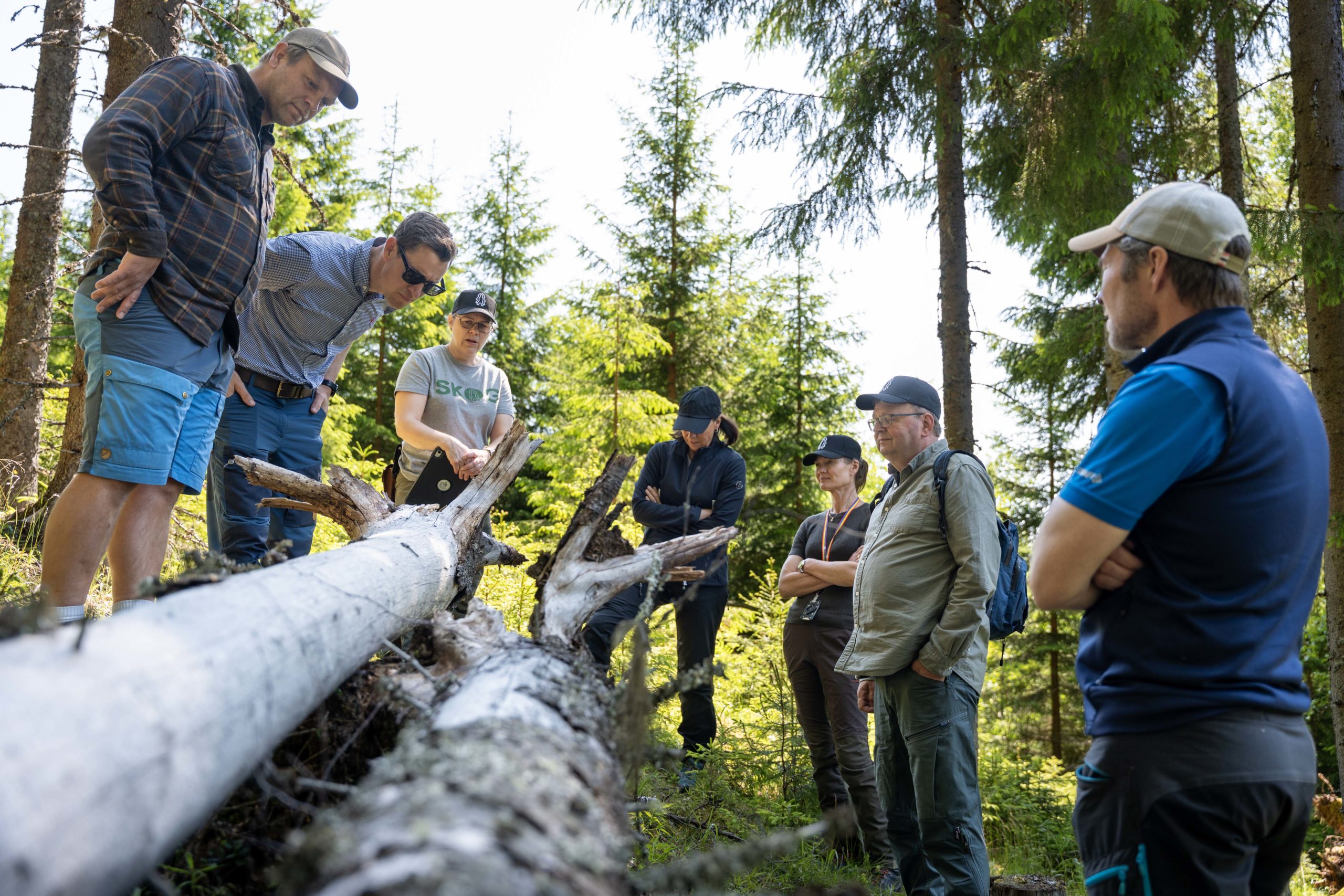 Biolog Ane Christensen Tange i Glommen Mjøsen Skog (svart caps og grå t-skjorte) fortalte blant annet om død ved og hvor viktig det er for det biologiske mangfoldet i skogen. Foto Hans Haug.