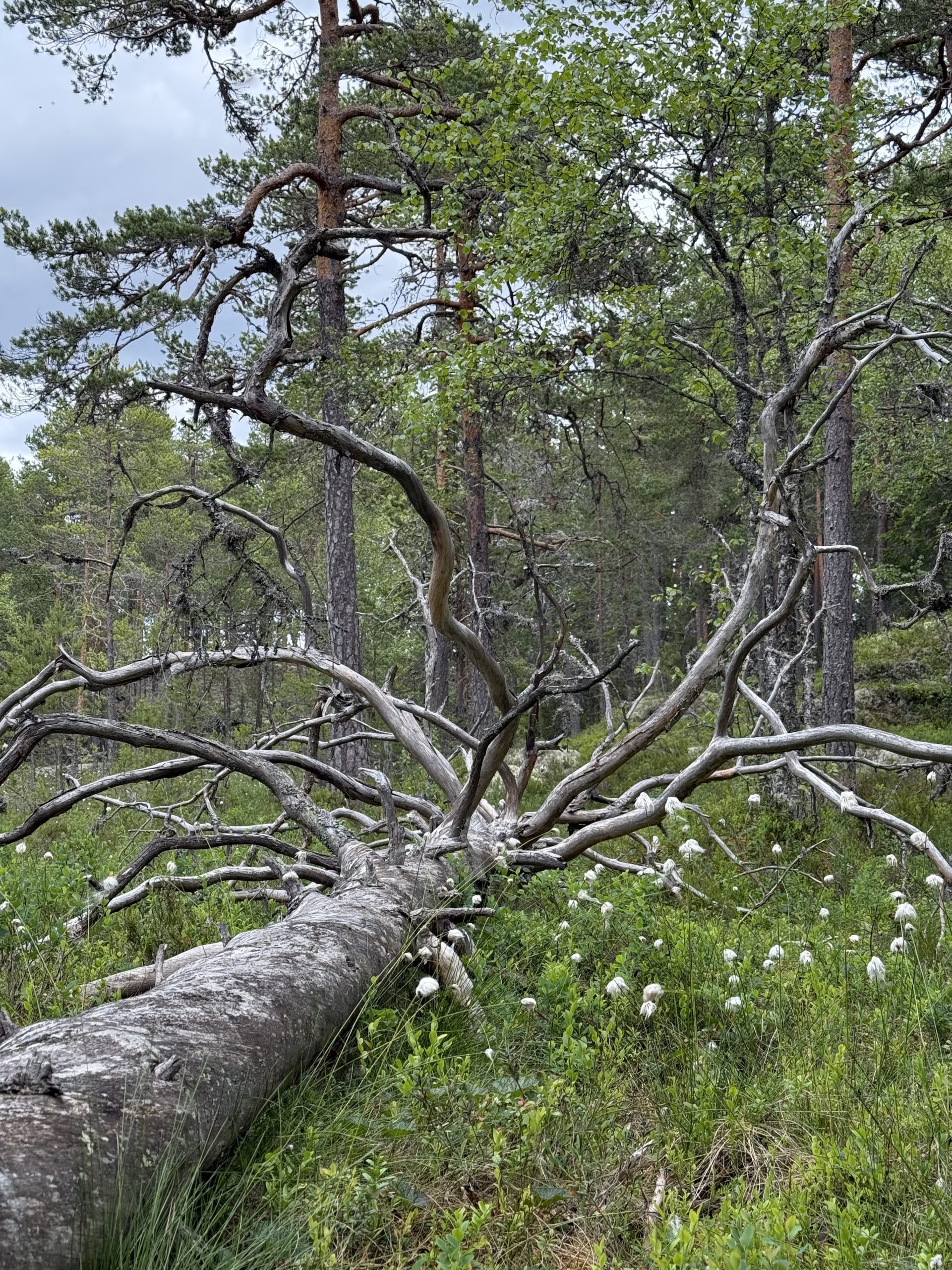 Liggende død furu i en myrkant med myrull.