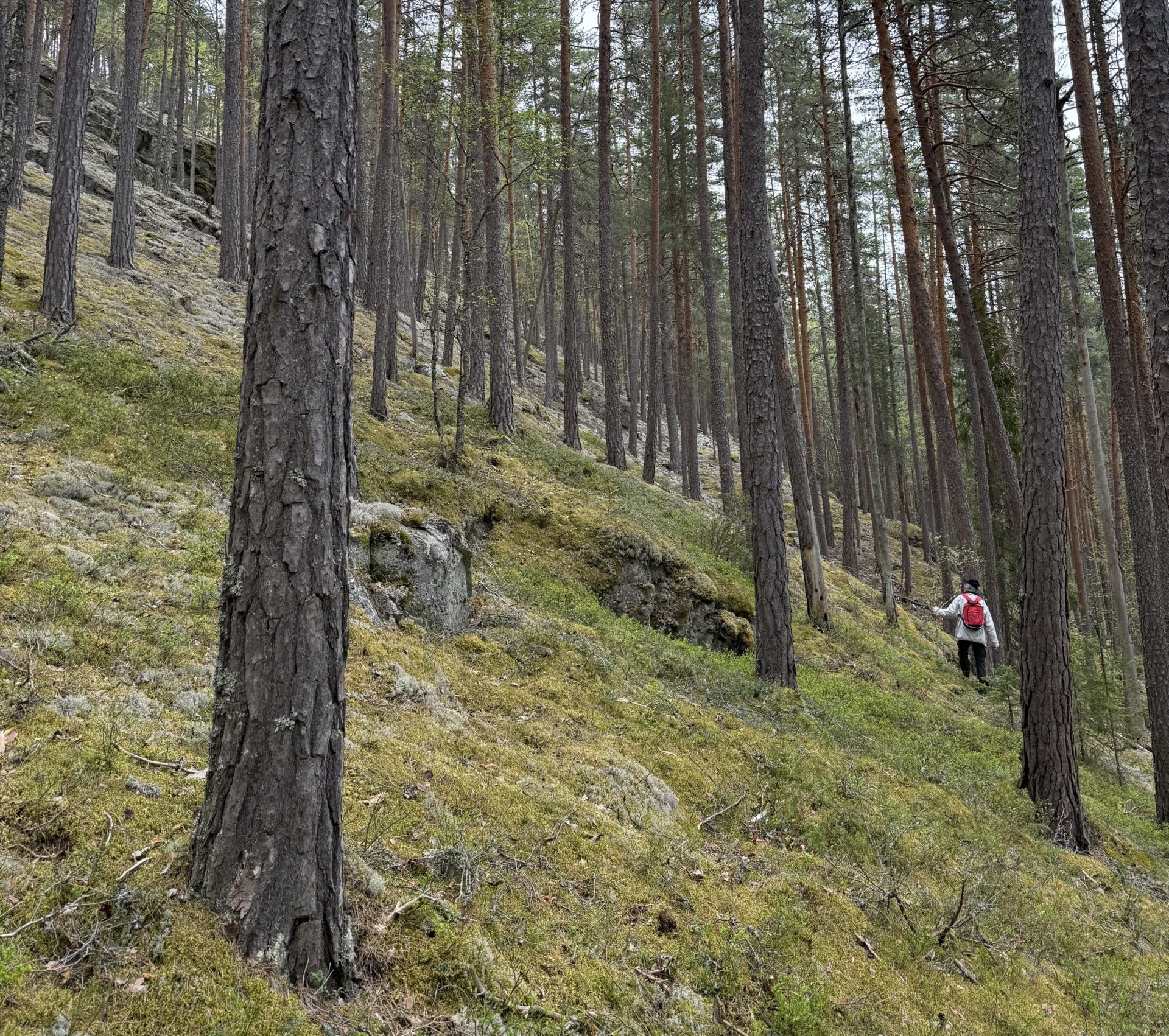 Bratt furuskog.