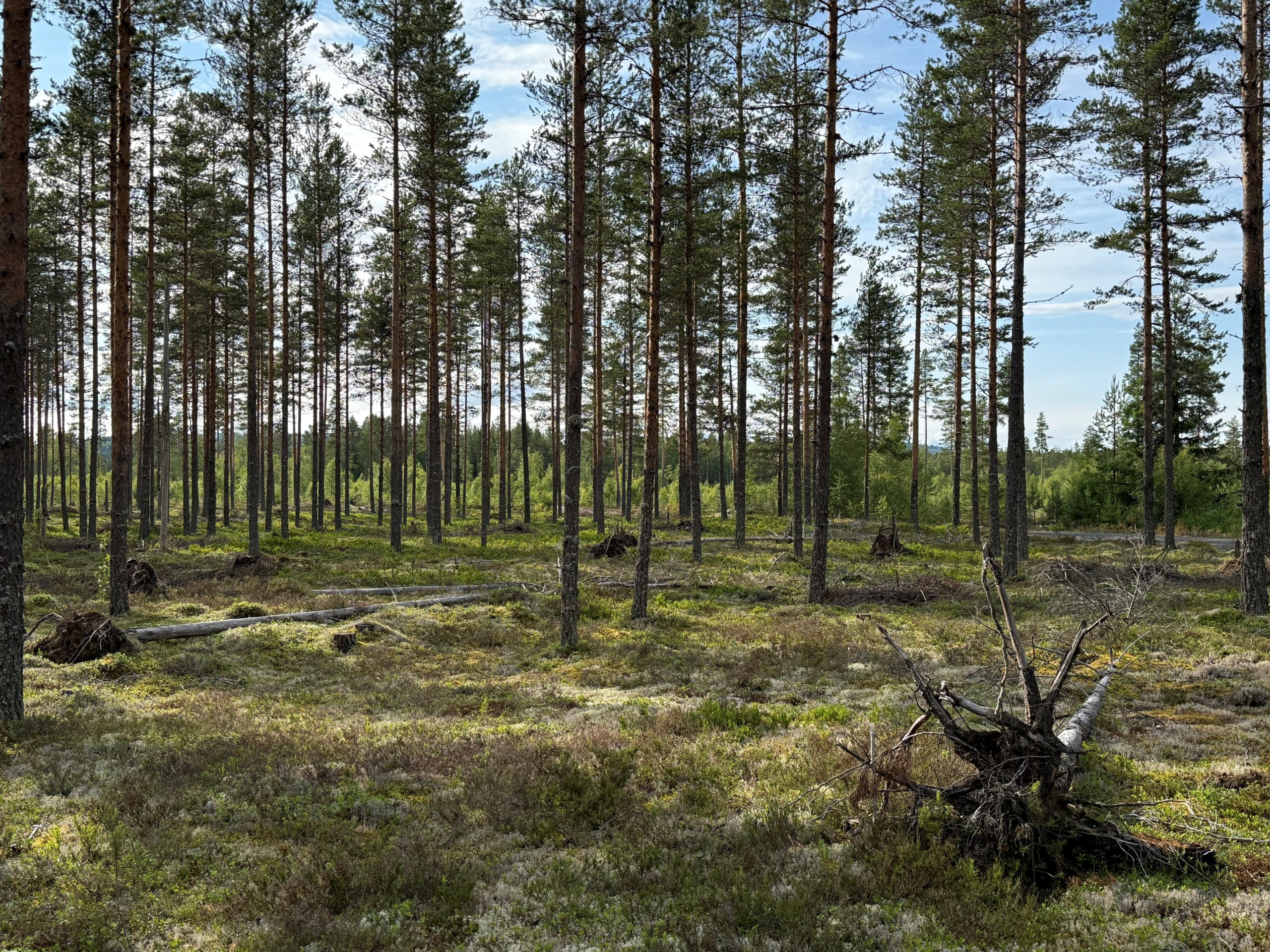 Veltede trær i furuskog
