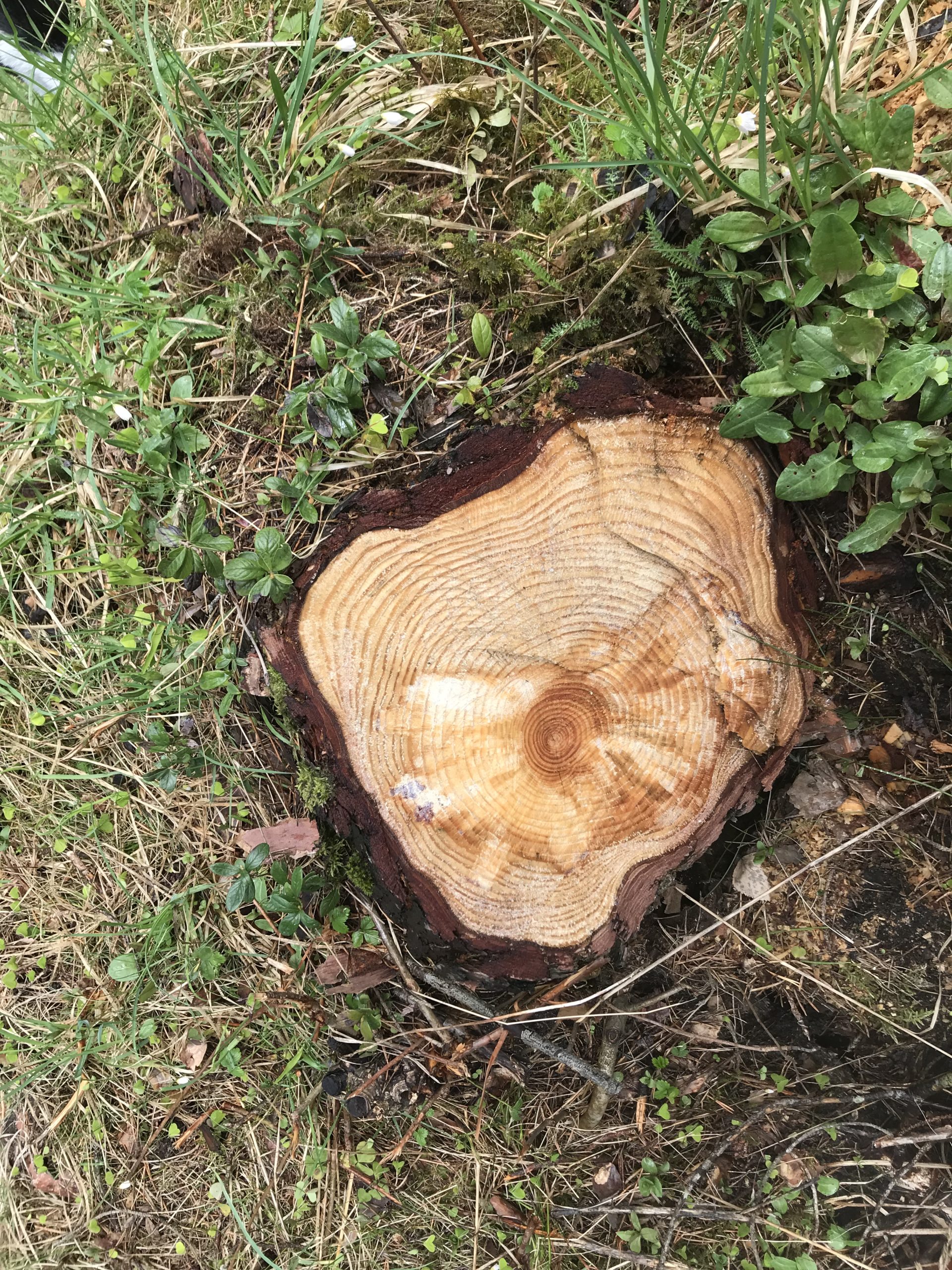 Snittflate på furustubbe med kvaemønster.